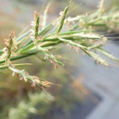 雄しべから花粉を風に乗せて飛散させ、ブラシの様な雌しべで受け取ります