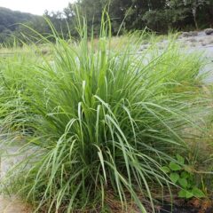 レモングラスも大きく育っています