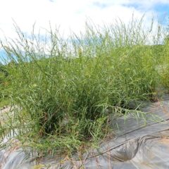 パルマローザが禾を出して花粉を飛ばしています