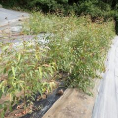 ユーカリ・レモンが大きくなっています