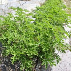 ローズゼラニウムも大きくなっています