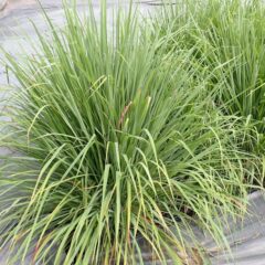 レモングラスは背丈ほどに育っています