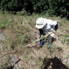 ローズ畑では今日も除草作業中