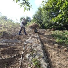 畑の外まで運び出すのも一苦労