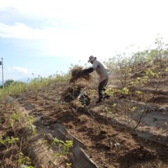 除草した草の片付け作業