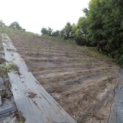 この畑の除草作業終了