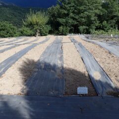 除草作業の終わったカモマイル・ジャーマン畑