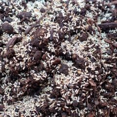 培養土とよく混ぜてから蒔きます