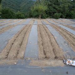 耕したところに種を蒔き踏み固めて鎮圧しました