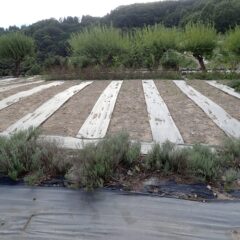 次はこちらの畑に種蒔きです