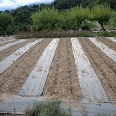 同じ様に培養土と混ぜてから種蒔きしました