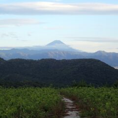 作業が終わると富士山が雲から頭を出しました