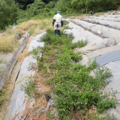 こちらはベルガモットミント畑の除草作業中
