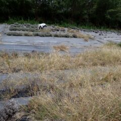ラベンダー畑の除草作業中
