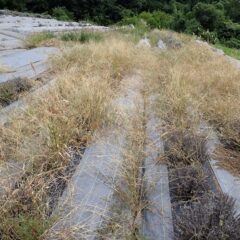場所によってはラベンダーの株が見えなくなっています