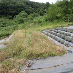 ラベンダーを植えていない所は雑草が密集しています