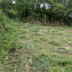 隣の耕作放棄地との境まで草刈り作業をしました