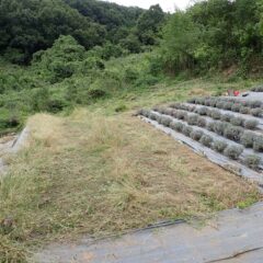 草刈り作業開始