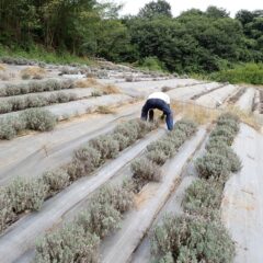 株元に生えた雑草を取り除いています