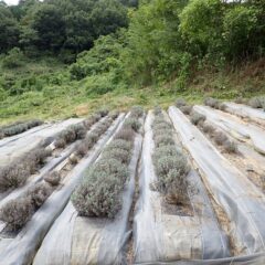 除草作業の終わったラベンダー畑