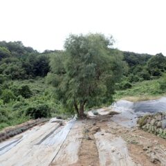 この畑で1本だけ生き残って20年近くになるユーカリ・ラディアタ