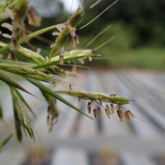 パルマローザの雌蕊