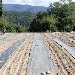 9月29日に種を蒔いたカモマイル・ジャーマン畑