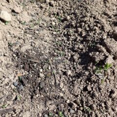 待望の発芽です