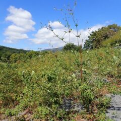 ローズ畑では厄介な雑草センダングサ（通称バカ）が背丈を超えるほどに伸び種を付け始めています