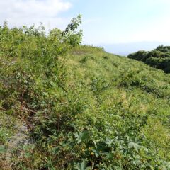 崖下から伸びて来たつる草がローズ畑に押し寄せています