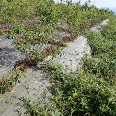 一部は既にローズの枝に巻き付いてしまいました