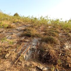 日が傾くまで除草作業は続きました
