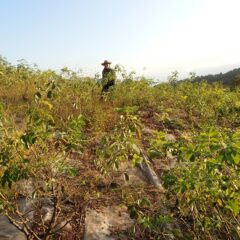 ローズ畑では雑草に埋もれながら除草作業が続いています
