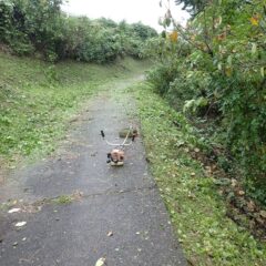 小雨の降る中、草刈り作業開始