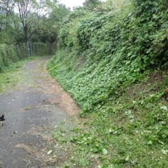 8月25日に刈り取ったばかりなのに1ヶ月半でこのあり様