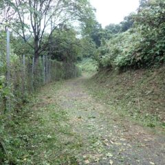 雑草との戦いは果てしなく続きそうです