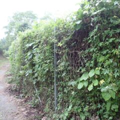 軽々とフェンスを越えてしまいました