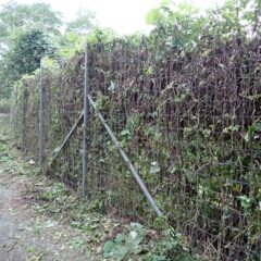 この姿は何時まで続くのでしょうか