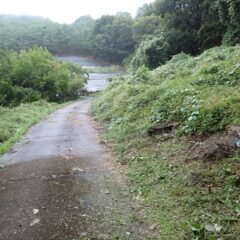 ようやくラベンダー畑が見えて来ました