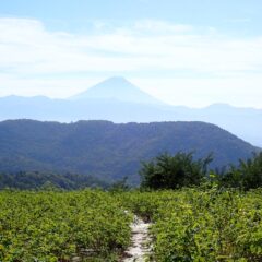 晩秋の富士山
