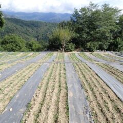 カモマイル・ジャーマン畑