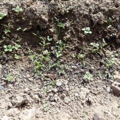 10月10日に発芽したカモマイル・ジャーマンから本葉が出て来ました