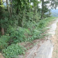 雑木林からまた雑草が迫って来ました