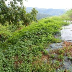 つる草はローズの株元まで迫っています