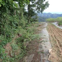 草刈り作業開始！