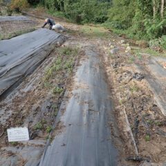 スペアミント畑の除草作業中