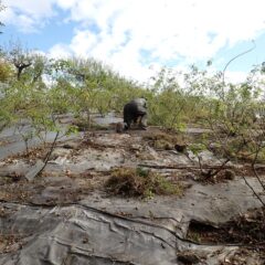 ローズ畑でも除草作業中