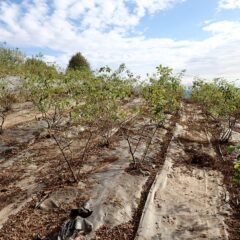 除草作業の終わったローズ畑