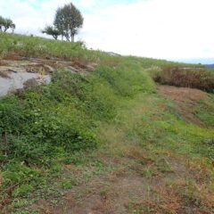 農場の中央通路はまた草だらけになってしまいました