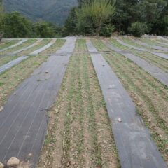 カモマイル・ジャーマン畑の雑草も目立って来ました